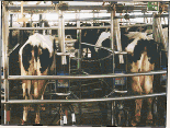 S.A.E. Afikim, the forefront of Dairy Management Technology in the WORLD